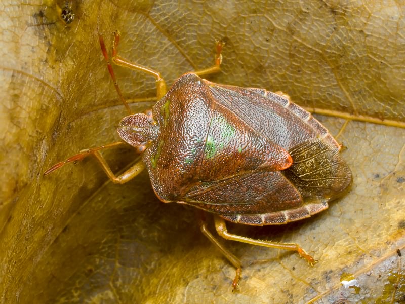 Palomena prasina (Linnaeus, 1761)